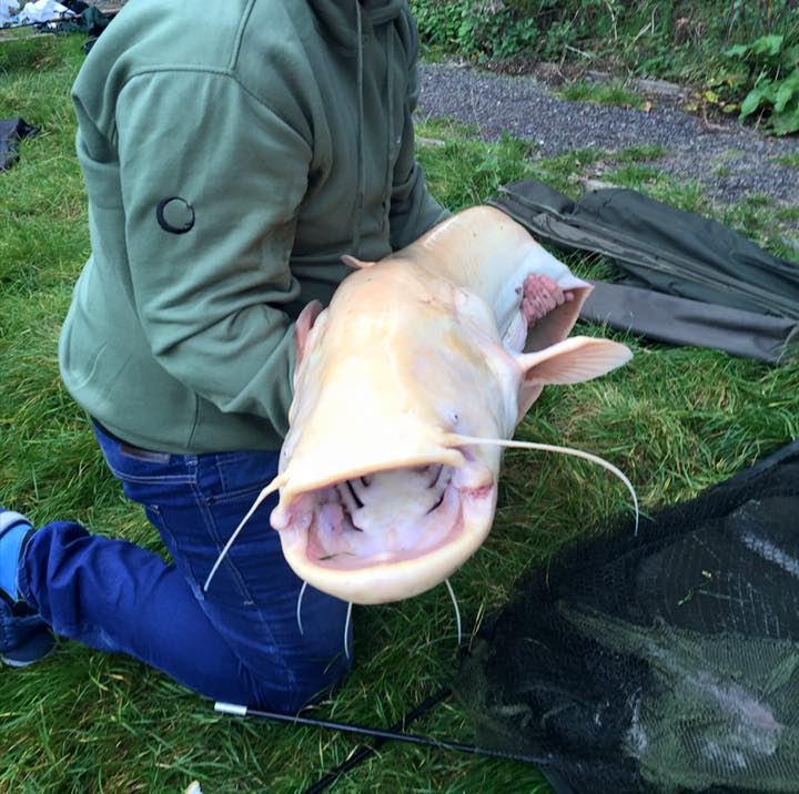 45lb Albino catfish . to say the least, I was over the moon. 